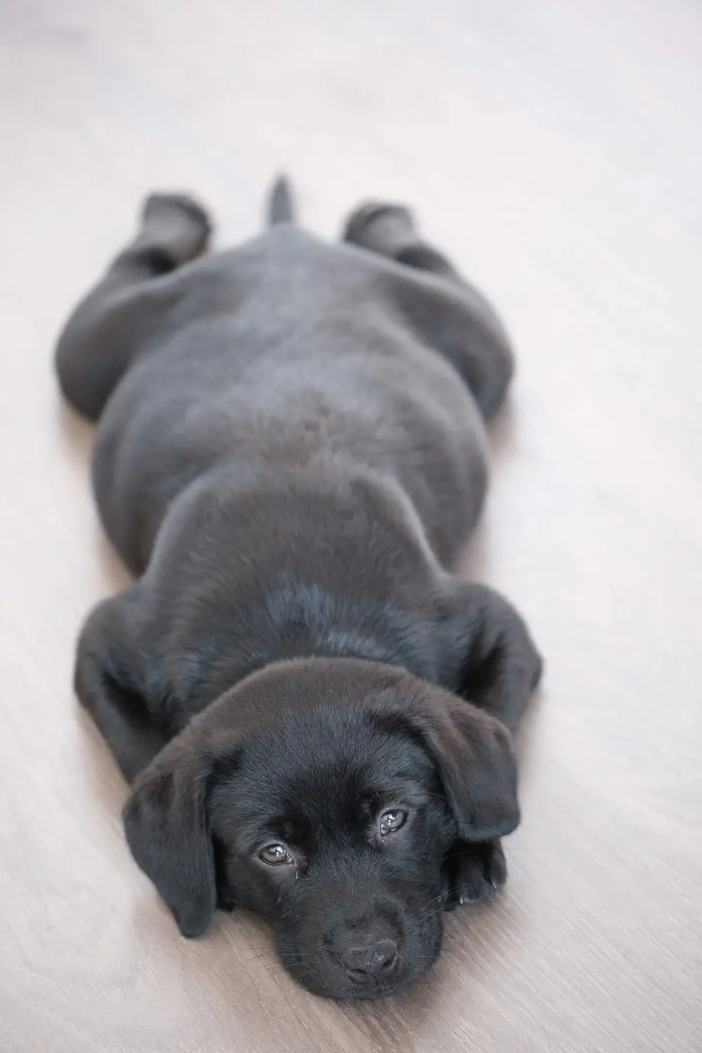 Black Labrador puppy lying on a wooden floor