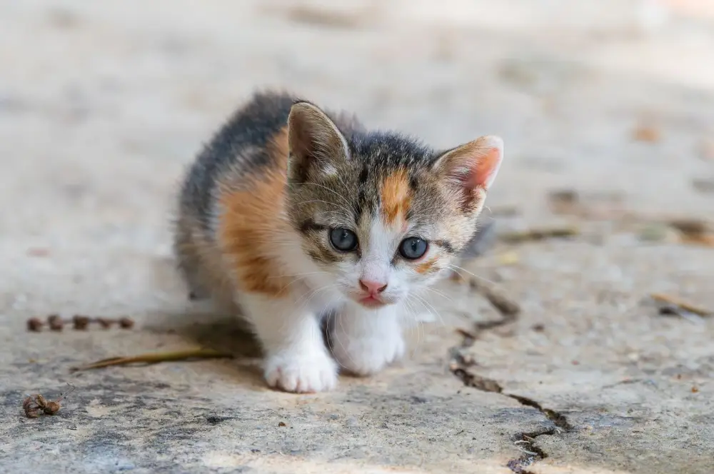 Calico kitten exploring outdoors