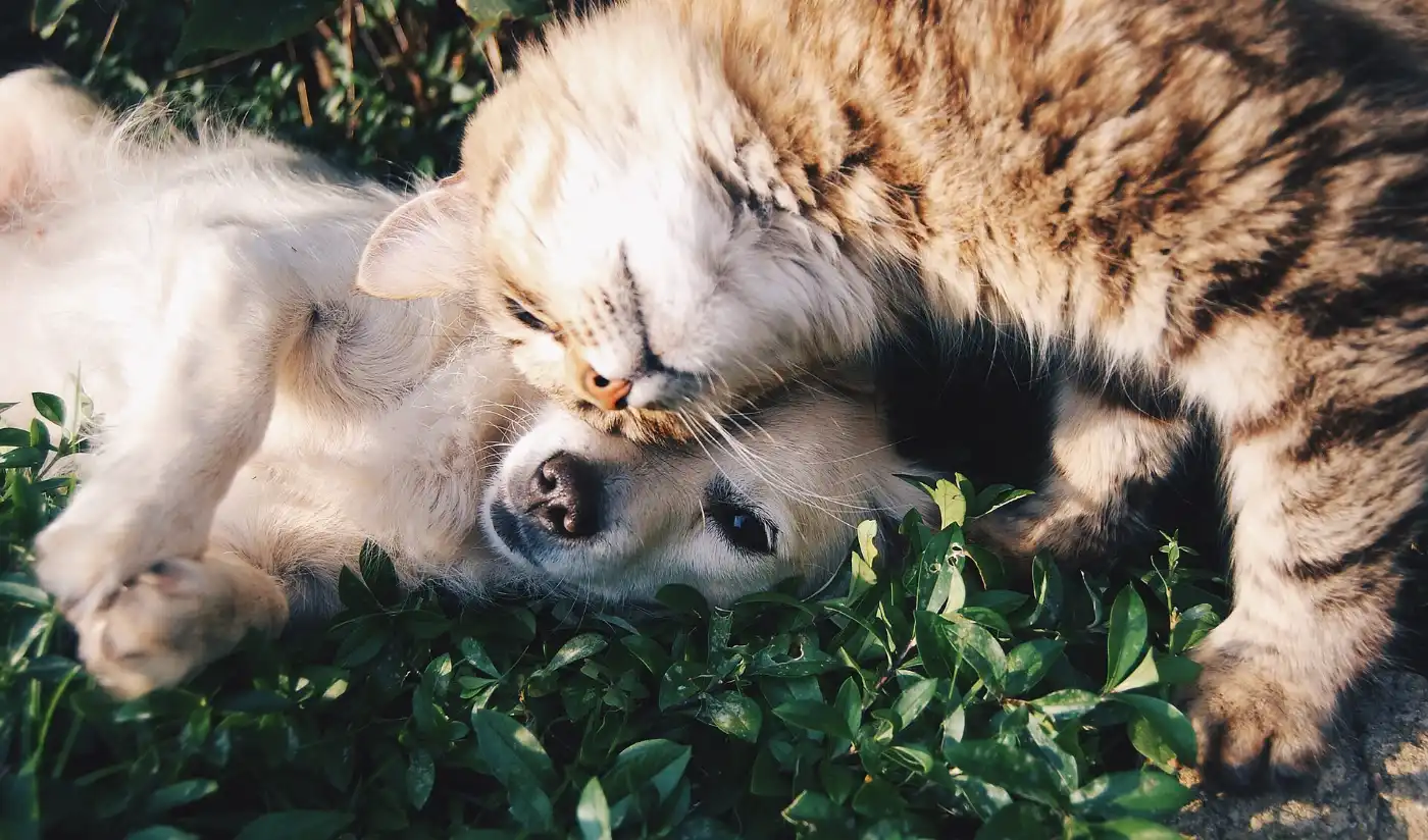 A cat and a puppy cuddling together on the grass