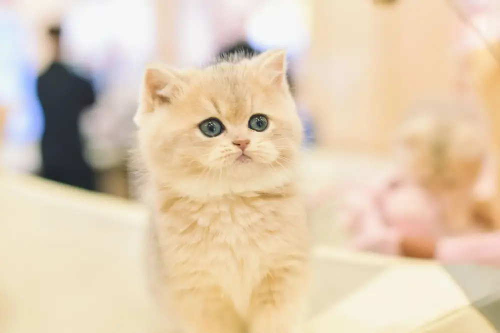 Fluffy kitten with blue eyes