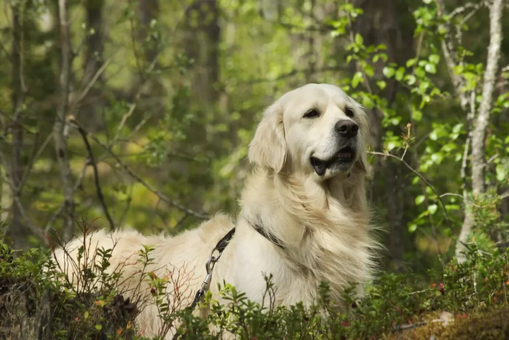 How to Stop Your Dog Gulping Water: Simple Fixes That Work