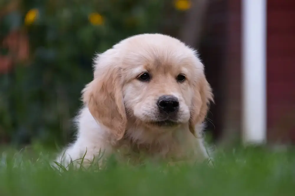 Golden retriever puppy lying on the grass