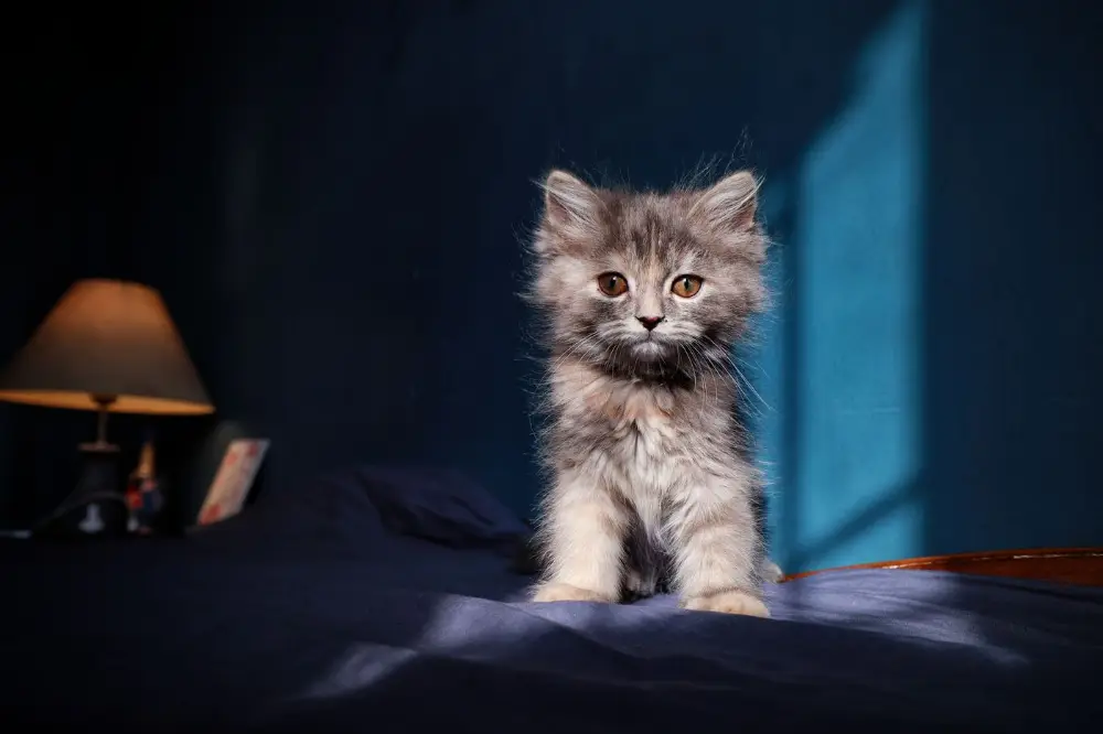 Fluffy kitten on a sunlit bed