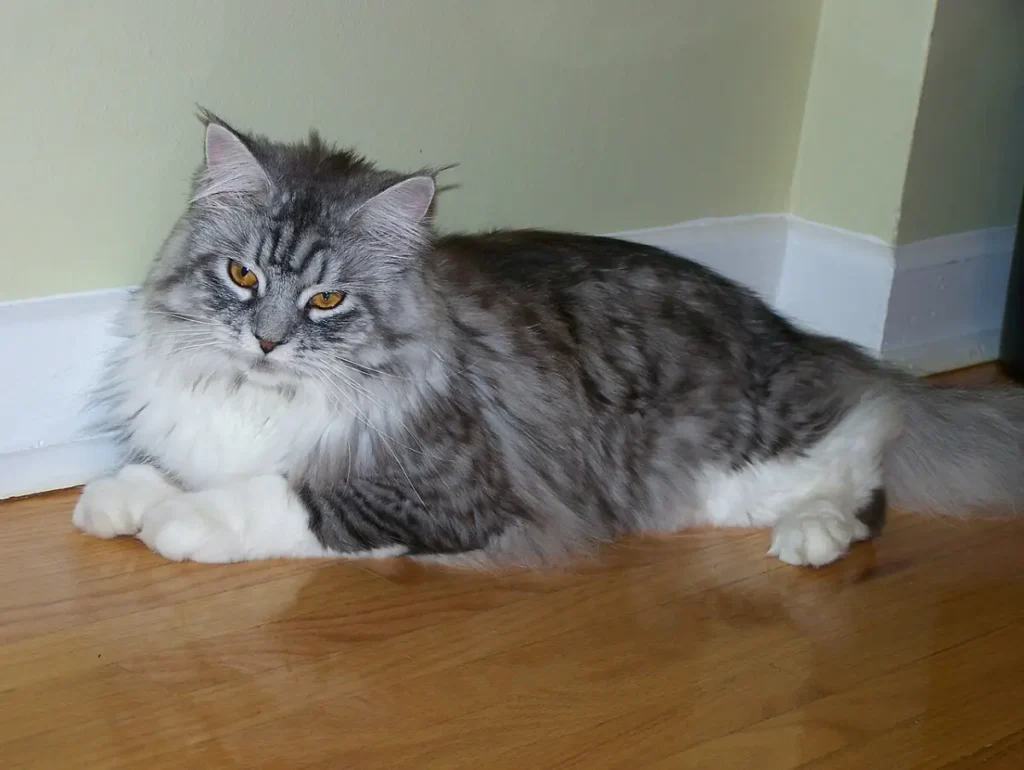 A Simple Weekly Grooming Routine for Dogs and Cats