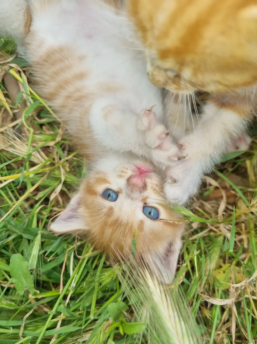 Orange tabby kitten with blue eyes in the grass