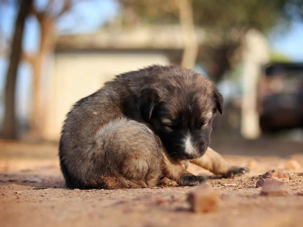 Puppy resting outdoors on a sunny day