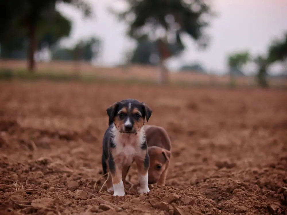 Two puppies in an open field