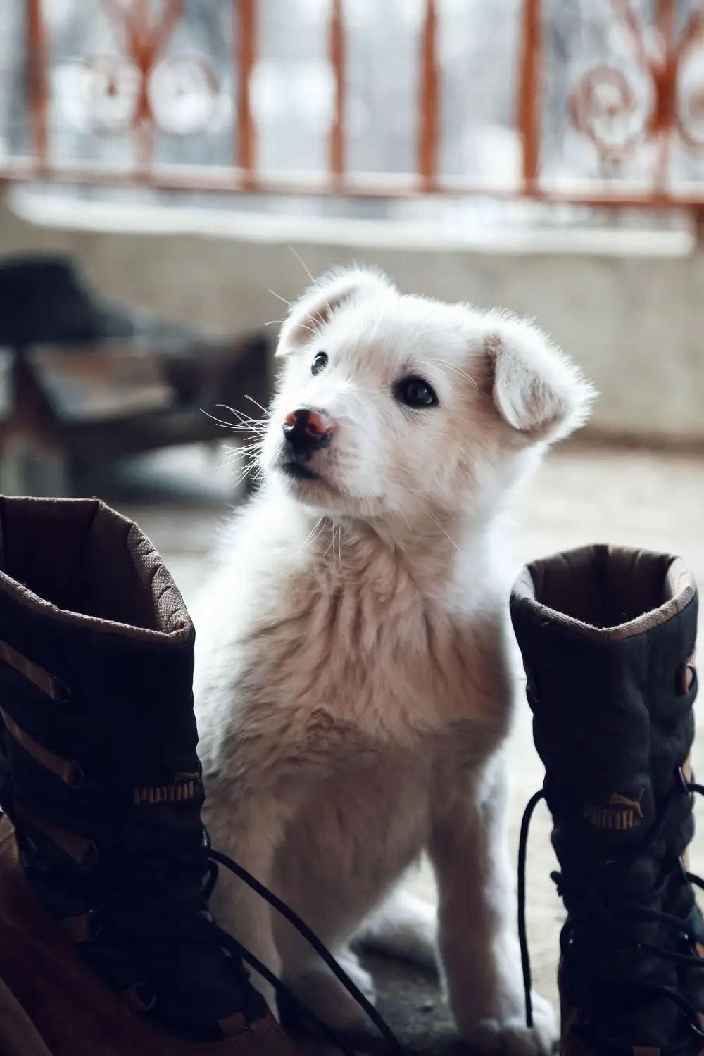 White puppy sitting by a pair of boots